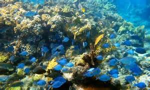 A living coral reef
